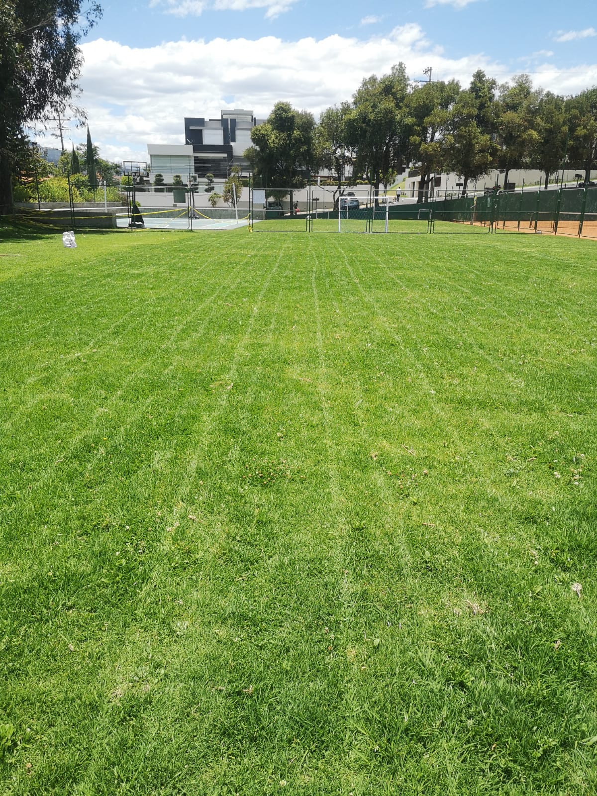 césped deportivo cesped kikuyo