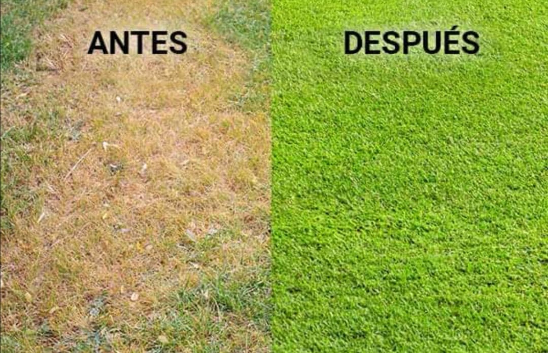 Césped Natural cesped residencial